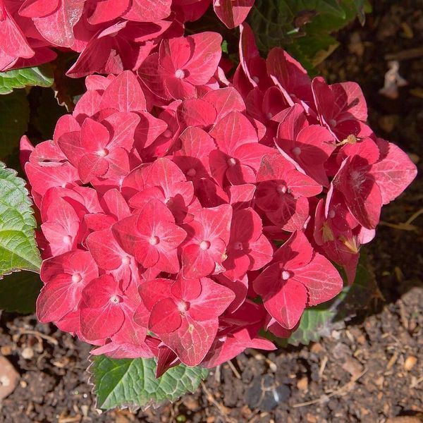 Гортензія крупнолиста Red Sensation / Ред Сенсейшн, контейнер 0,5 л KV015 фото