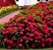Гортензія крупнолиста Red Sensation / Ред Сенсейшн, контейнер 0,5 л KV015 фото 2