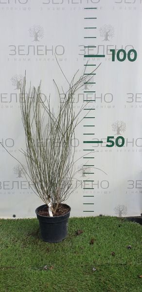 Рокитник вінцевий (Cytisus scoparius White Lion) ДП077 фото
