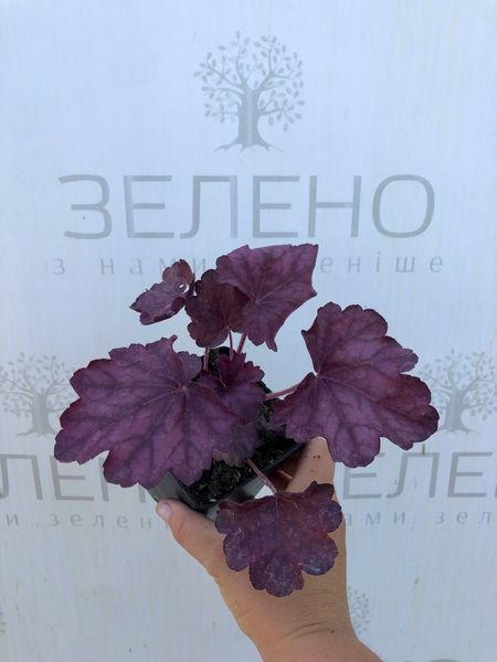 Гейхера Wild rose/Дика троянда, контейнер р9 ГХ24 фото