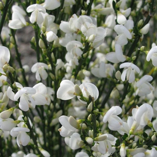 Рокитник вінцевий (Cytisus scoparius White Lion) ДП077 фото