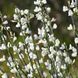 Рокитник вінцевий (Cytisus scoparius White Lion) ДП077 фото 1