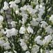 Рокитник вінцевий (Cytisus scoparius White Lion) ДП077 фото 3