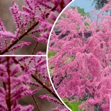 Тамарикс, контейнер 3 л РК01 фото