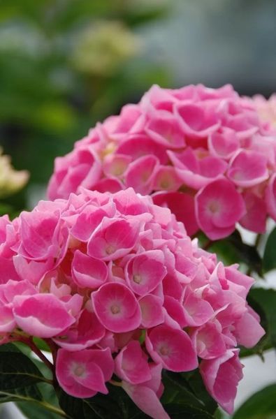 Гортензія широколиста Ankong pink / Анконг пінк, контейнер 3 л KA002 фото