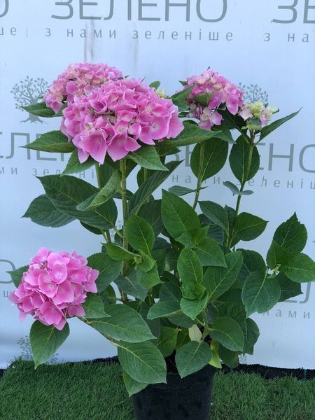 Гортензія широколиста Ankong pink / Анконг пінк, контейнер 3 л KA002 фото
