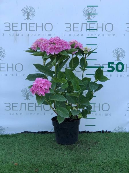 Гортензія широколиста Ankong pink / Анконг пінк, контейнер 3 л KA002 фото