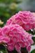 Гортензія широколиста Ankong pink / Анконг пінк, контейнер 3 л KA002 фото 6