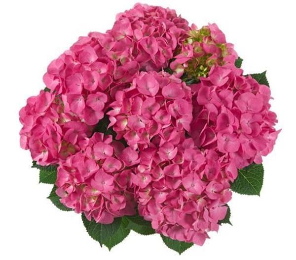 Гортензія широколиста Ankong pink / Анконг пінк, контейнер 3 л KA002 фото