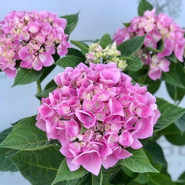 Гортензія широколиста Ankong pink / Анконг пінк, контейнер 3 л KA002 фото