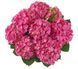 Гортензія широколиста Ankong pink / Анконг пінк, контейнер 3 л KA002 фото 9