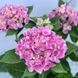 Гортензія широколиста Ankong pink / Анконг пінк, контейнер 3 л KA002 фото 4
