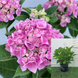 Гортензія широколиста Ankong pink / Анконг пінк, контейнер 3 л KA002 фото 1