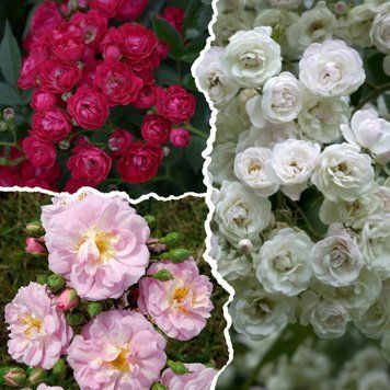 Комплект Мускусних троянд &laquo;Romantic Bloom&raquo;, контейнер КМТК2026 фото
