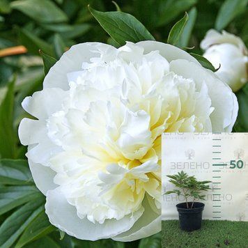 Півонія Duchesse de Nemours / Дюшес де Немур, контейнер 4 л ПД13 фото