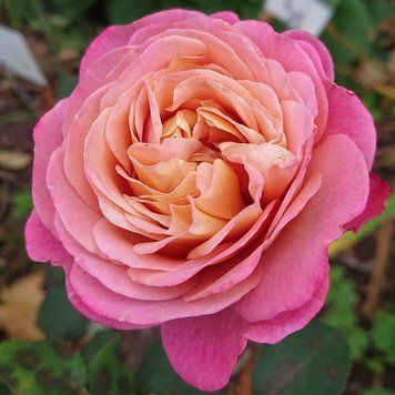 Троянда шрабова Сентенер де Лей ле Роз / Centenaire de l'Ha&yuml;-les-Roses, контейнер ТШСДЛЛР2026 фото