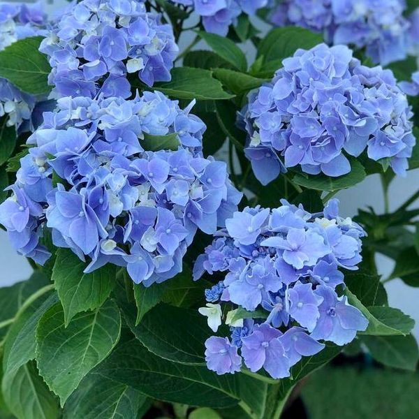 Гортензія широколиста Ankong blue 671950643882 фото Гортензія широколиста Ankong blue 671950643882 фото