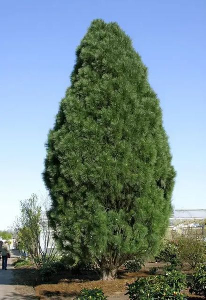 Сосна чорна Пірамідаліс / Pyramidalis, контейнер 2 л СЧПК2026 фото
