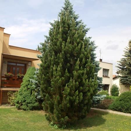 Сосна чорна Пірамідаліс / Pyramidalis, контейнер 2 л СЧПК2026 фото