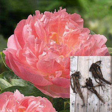 Півонія Pink Hawaiian Coral / Пінк Хавайян Корал, кореневище 2-3 бруньки ППХК23 фото