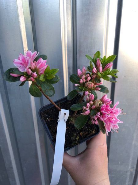 Рододендрон / Азалія японська Кармесіта Розеа / Karmesita Rosea, контейнер 0,5 л ЯІЦ34 фото