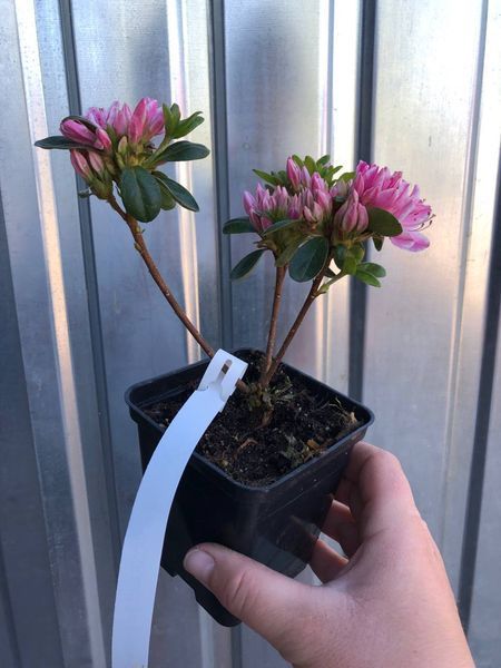Рододендрон / Азалія японська Кармесіта Розеа / Karmesita Rosea, контейнер 0,5 л ЯІЦ34 фото