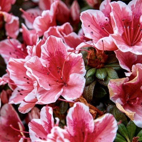 Рододендрон / Азалія японська Кармесіта Розеа / Karmesita Rosea, контейнер 0,5 л ЯІЦ34 фото