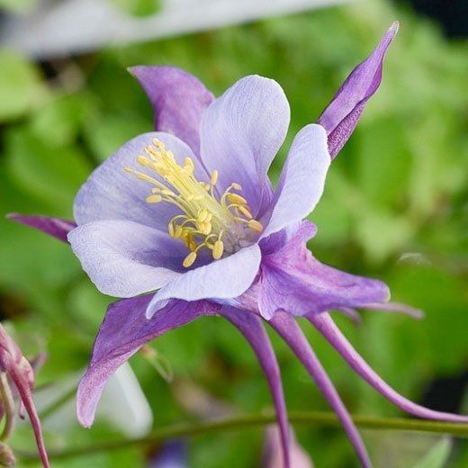 Аквілегія Ерлі Бьорд Пурпл Блю / Early Bird Purple Blue, контейнер 1 л АЕБПБК2026 фото