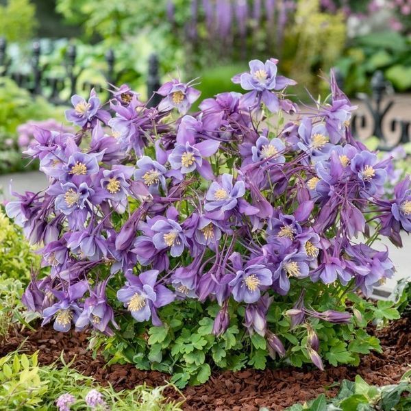 Аквілегія Ерлі Бьорд Пурпл Блю / Early Bird Purple Blue, контейнер 1 л АЕБПБК2026 фото