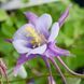 Аквілегія Ерлі Бьорд Пурпл Блю / Early Bird Purple Blue, контейнер 1 л АЕБПБК2026 фото 3