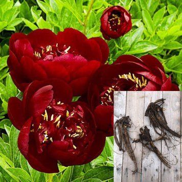 Півонія Buckeye Belle / Бакай Белл, кореневище 2-3 бруньки ПББК6 фото