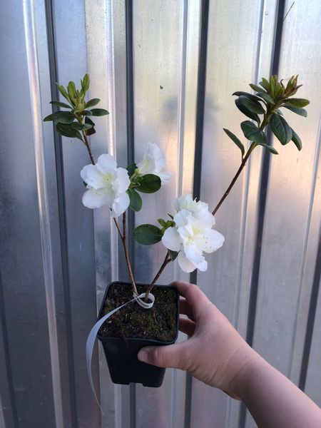 Рододендрон / Азалія японська Geisha Weiss / Гейша Вейс, контейнер 0,5 л ЯМС16 фото