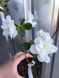 Рододендрон / Азалія японська Geisha Weiss / Гейша Вейс, контейнер 0,5 л ЯМС16 фото 3
