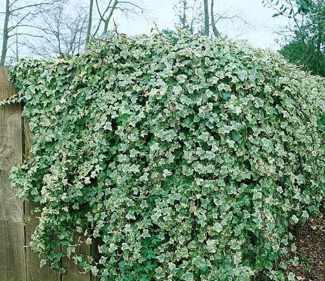 Плющ Елегантіссіма, (Elegantissima) ДП110 фото
