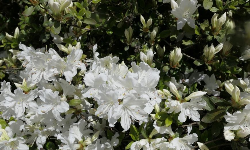 Рододендрон / Азалія японська Geisha Weiss / Гейша Вейс, контейнер 0,5 л ЯМС16 фото