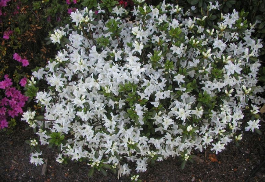 Рододендрон / Азалія японська Geisha Weiss / Гейша Вейс, контейнер 0,5 л ЯМС16 фото