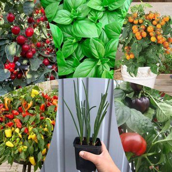 Комплект Балконний салат &laquo;Balcony Salad&raquo;, контейнер КБСК2026 фото