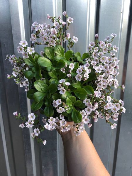 Гіпсофіла ясколкоподібна Вайт / White, контейнер 1 л ГГВК2026 фото