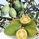 Фейхоа ФХ01 фото 1