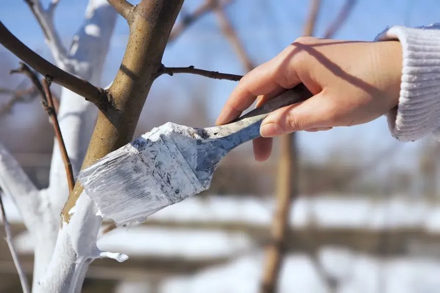 Фарба садова лікувально-захистна СадОк ФСЛЗ 1,4 кг фото
