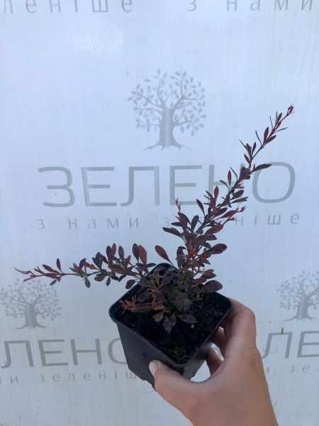 Барбарис Тунберга Ред Дрім, контейнер р9 ЛК0201 фото
