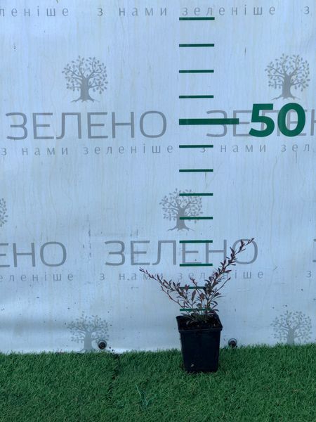 Барбарис Тунберга Ред Дрім, контейнер р9 ЛК0201 фото