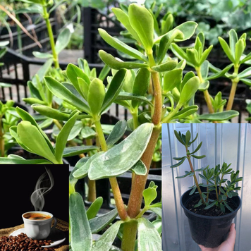 Колумбійська кориця / Peperomia, контейнер 2 л ККК2026 фото