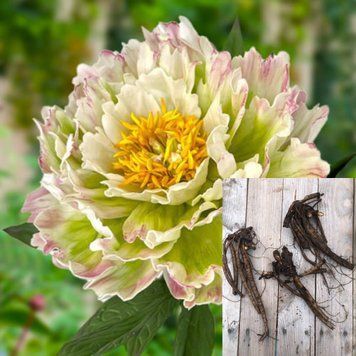 Півонія Green Lotus / Грін Лотус, кореневище 2-3 бруньки ПГЛ60 фото
