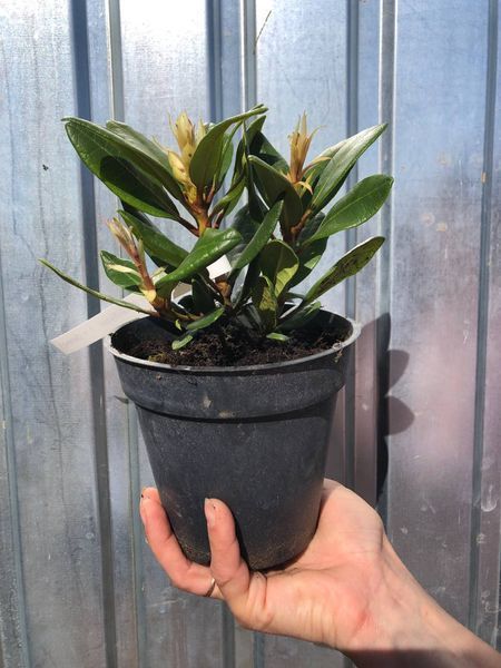 Рододендрон Busuki/Бузукі, контейнер 1 л ЯМС04 фото