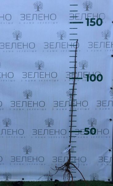 Слива колоновидна Імперіал, відкритий корінь СКІВК2026 фото