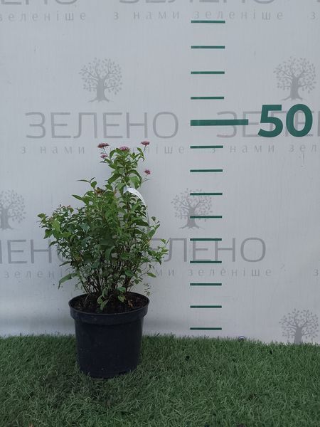 Спірея японська Літл Прінцес, контейнер 1,5 л ЛК114 фото
