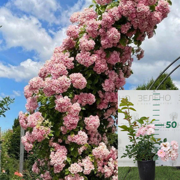Троянда плетиста Apple Blossom /Еппл Блоссом, 2026, контейнер АП02 фото