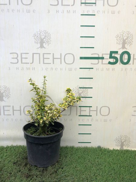 Бересклет форчуна Емеральд Голд / Emerald Gold, контейнер 3 л БФЕГК2026 фото