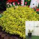 Бересклет форчуна Емеральд Голд / Emerald Gold, контейнер 3 л БФЕГК2026 фото 1